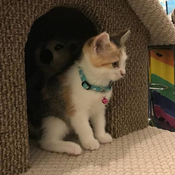 Meet your Posher, Peggy - Picture 1 of 1